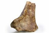 Fossil Dinosaur Bone (Ilium?) - Wyoming #312110-2